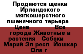 Продаются щенки Ирландского мягкошерстного пшеничного терьера › Цена ­ 30 000 - Все города Животные и растения » Собаки   . Марий Эл респ.,Йошкар-Ола г.